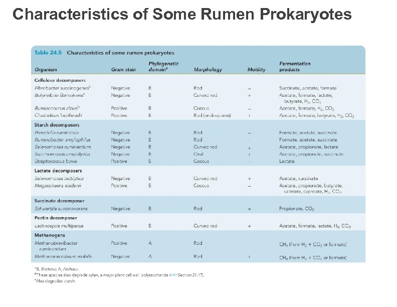 Characteristics of Some Rumen Prokaryotes 