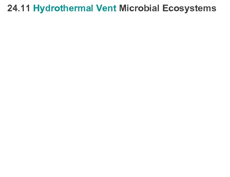24. 11 Hydrothermal Vent Microbial Ecosystems 
