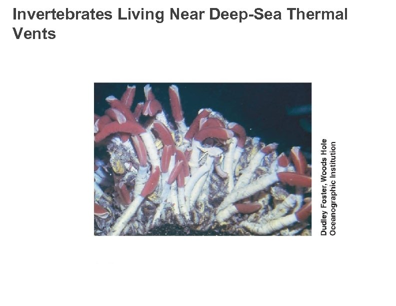 Invertebrates Living Near Deep-Sea Thermal Vents 
