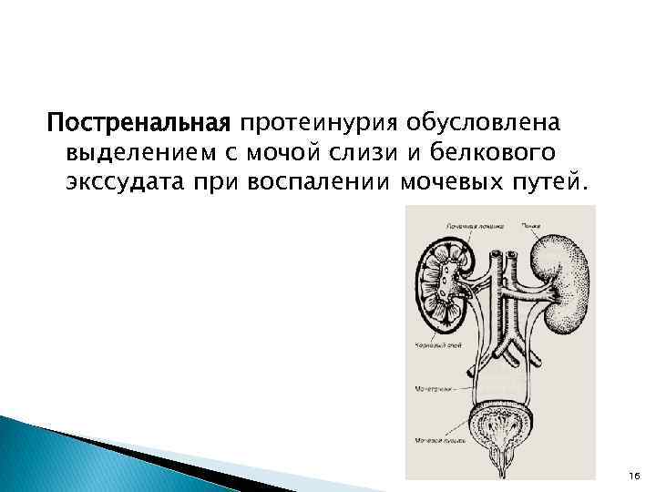 Постренальная протеинурия обусловлена выделением с мочой слизи и белкового экссудата при воспалении мочевых путей.