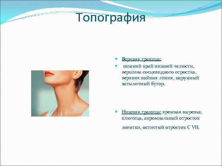 Топография Верхняя граница: нижний край нижней челюсти, вершина сосцевидного отростка, верхняя выйная линия, наружный