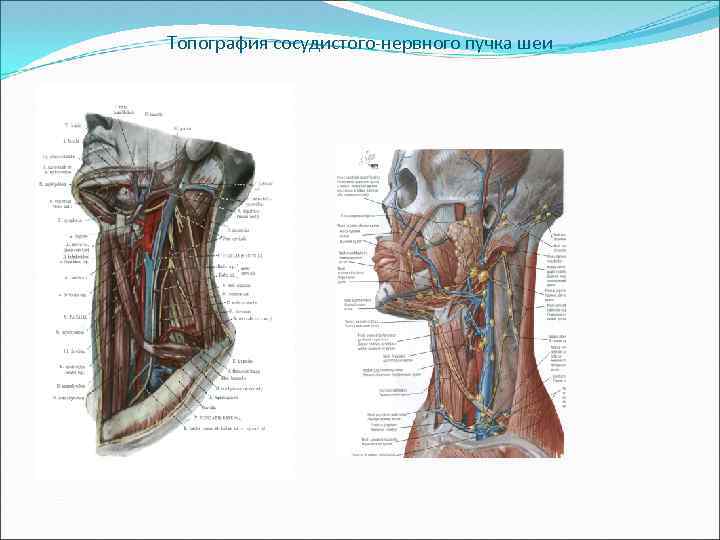 Топография сосудистого-нервного пучка шеи 