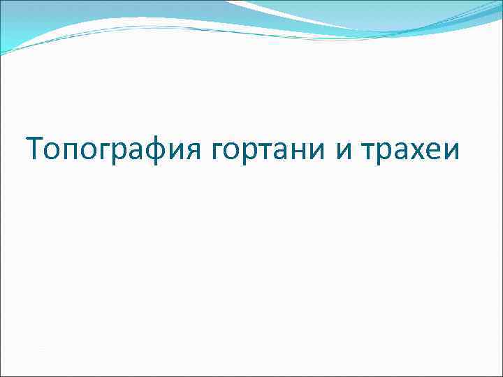 Топография гортани и трахеи 
