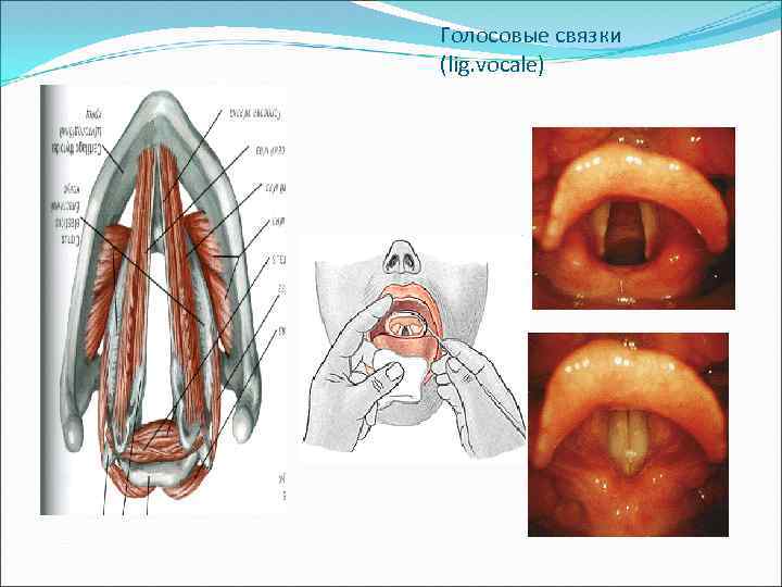 Голосовые связки картинка
