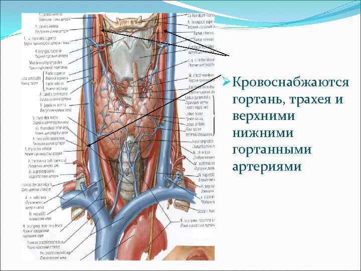ØКровоснабжаются гортань, трахея и верхними нижними гортанными артериями 