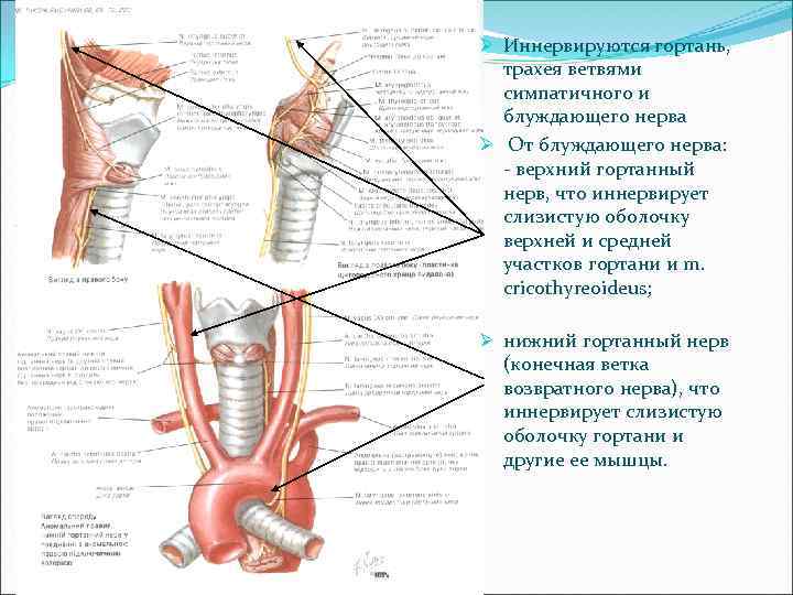 Топографическая анатомия и оперативная хирургия шеи презентация