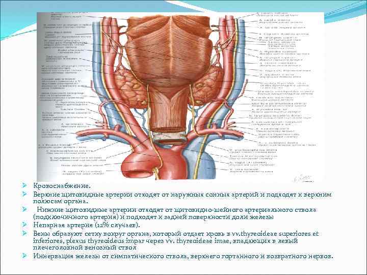 Кровоснабжение щитовидной железы схема