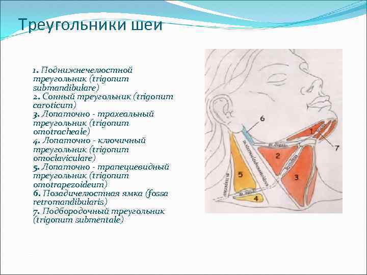 Треугольники шеи 1. Поднижнечелюстной треугольник (trigonum submandibulare) 2. Сонный треугольник (trigonum caroticum) 3. Лопаточно