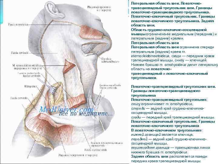 Верхний шейный треугольник где находится фото