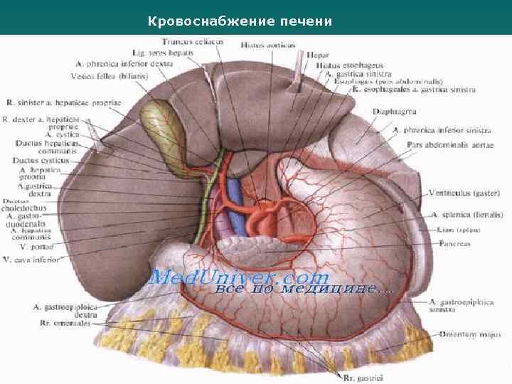 Кровоснабжение печени 