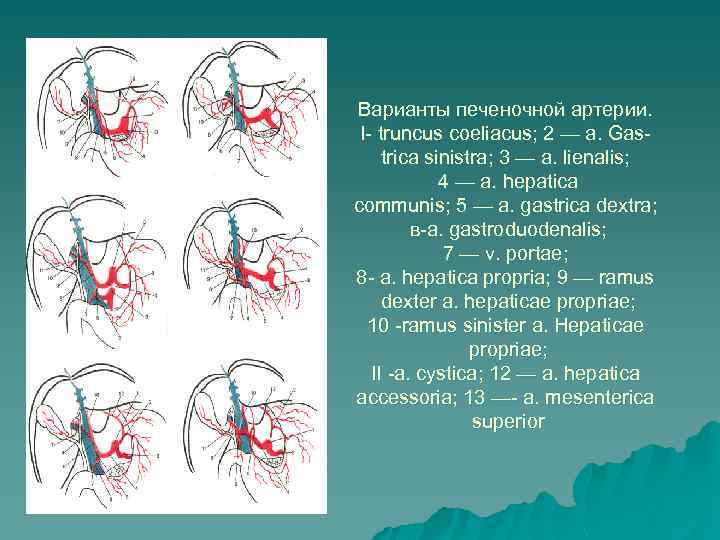 Варианты печеночной артерии. I- truncus coeliacus; 2 — a. Gastrica sinistra; 3 — a.