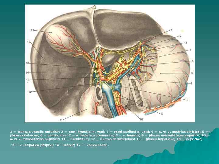 1 — truncus vagalis anterior; 2 — rami hepatici n. vagi; 3 — rami