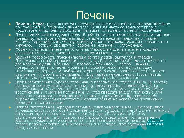 Печень u u u Печень, hepar, располагается в верхнем отделе брюшной полости асимметрично по