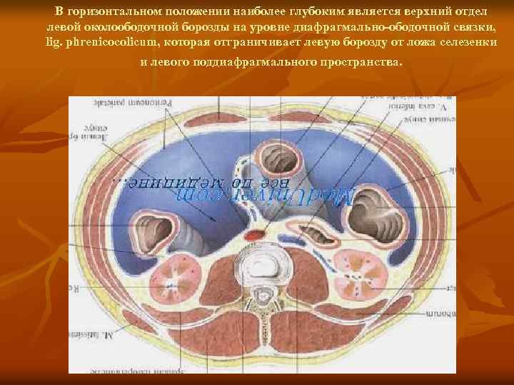 В горизонтальном положении наиболее глубоким является верхний отдел левой околоободочной борозды на уровне диафрагмально-ободочной