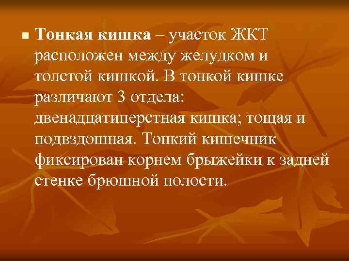 n Тонкая кишка – участок ЖКТ расположен между желудком и толстой кишкой. В тонкой