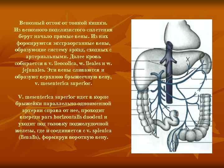 Венозный отток от тонкой кишки. Из венозного подслизистого сплетения берут начало прямые вены. Из