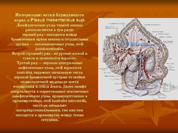 Иннервация: ветви блуждающего нерва и Plexus mesentericus sup. Лимфатические узлы тонкой кишки располагаются в