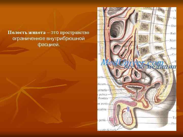 Полость живота – это пространство ограниченное внутрибрюшной фасцией. 