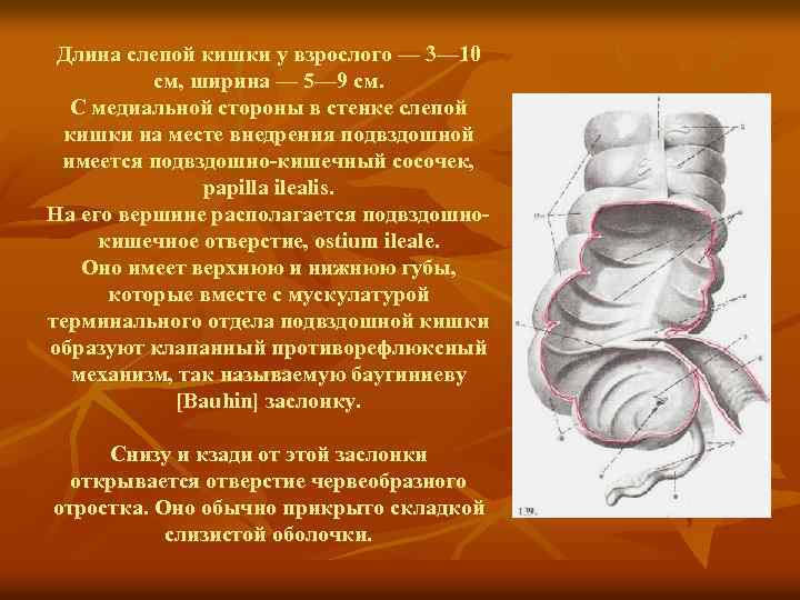 Длина слепой кишки у взрослого — 3— 10 см, ширина — 5— 9 см.