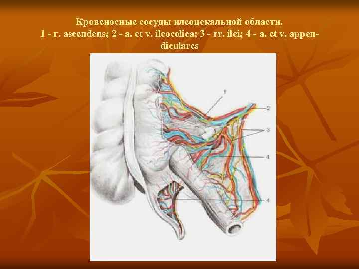 Кровеносные сосуды илеоцекальной области. 1 - г. ascendens; 2 - a. et v. ileocolica;