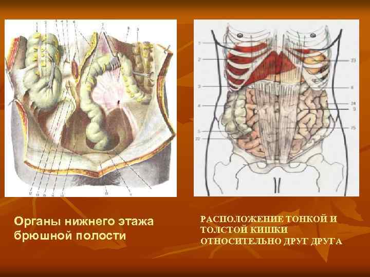 Органы брюшной полости у мужчин расположение в картинках с надписями