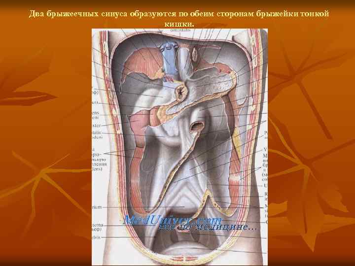 Два брыжеечных синуса образуются по обеим сторонам брыжейки тонкой кишки. 