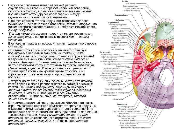Наружные внутренние поверхности. Отверстия внутреннего основания черепа таблица. Сосудистые отверстия черепа таблица. Наружное основание черепа отверстия и содержимое. Отверстия черепа и их Назначение.