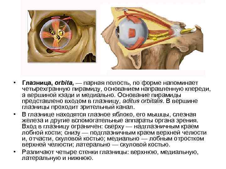 1 строение глазницы. Глазница анатомия. Строение глазницы черепа. Глазница топографическая анатомия. Решетчатые отверстия глазницы.