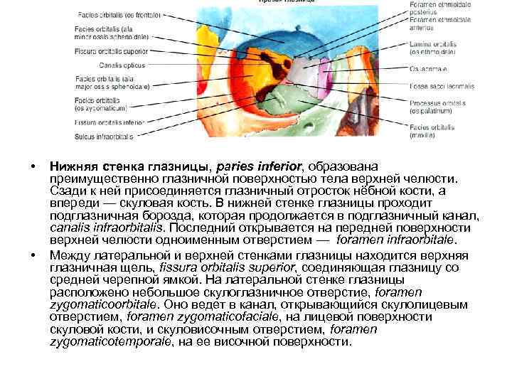 Строение глазницы