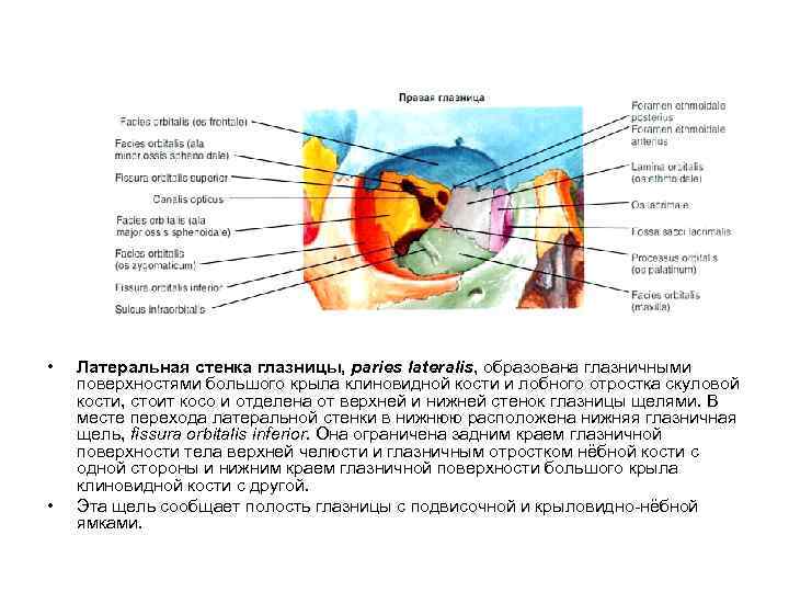  • • Латеральная стенка глазницы, paries lateralis, образована глазничными поверхностями большого крыла клиновидной