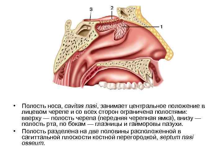  • Полость носа, cavitas nasi, занимает центральное положение в лицевом черепе и со