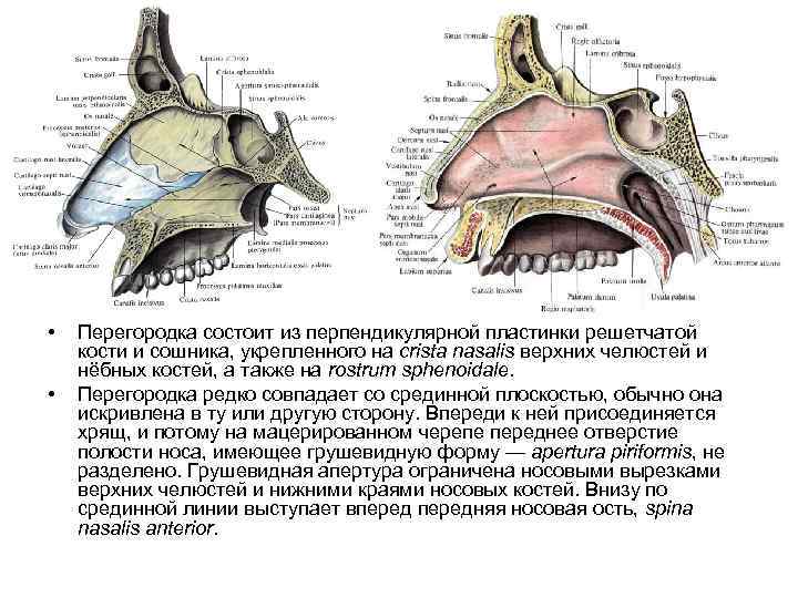  • • Перегородка состоит из перпендикулярной пластинки решетчатой кости и сошника, укрепленного на