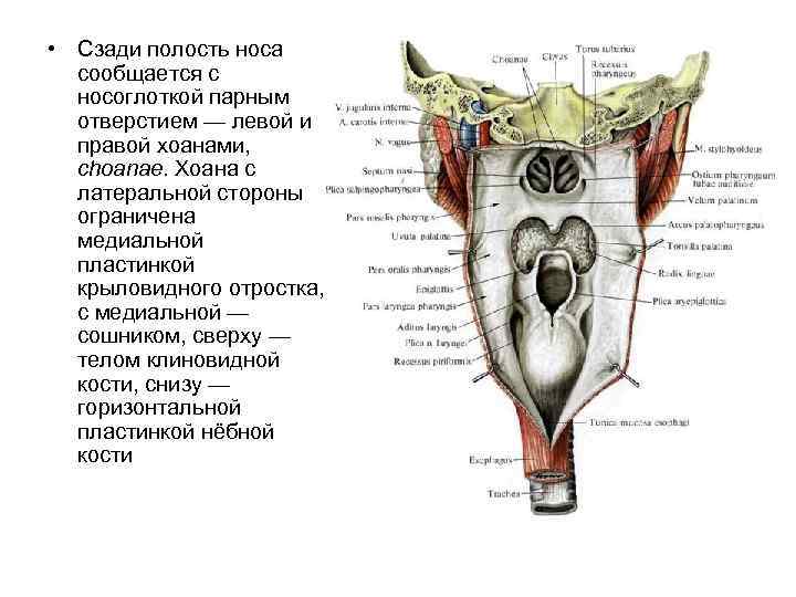 Строение носоглотки человека фото