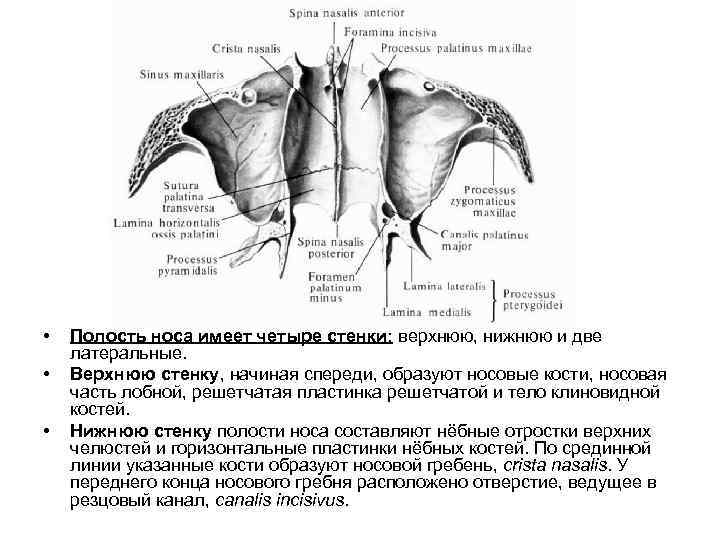  • • • Полость носа имеет четыре стенки: верхнюю, нижнюю и две латеральные.