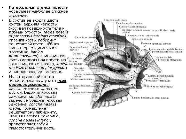  • • • Латеральная стенка полости носа имеет наиболее сложное строение. В состав