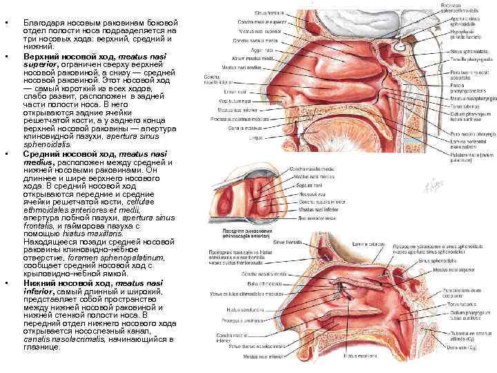  • • Благодаря носовым раковинам боковой отдел полости носа подразделяется на три носовых