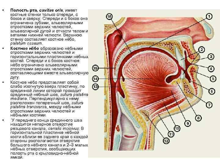  • • Полость рта, cavitas oris, имеет костные стенки только спереди, с боков