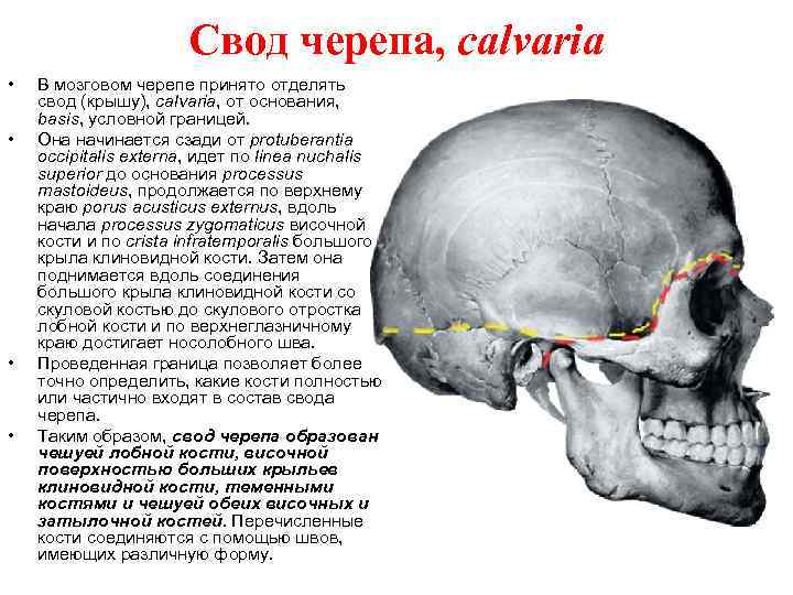 Перелом кости свода черепа. Свод и основание черепа анатомия. Кости свода черепа и основания черепа.