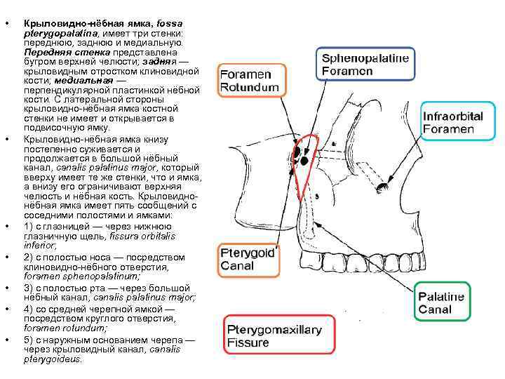 Сообщение глазницы с крыловидно небной ямкой. Крыловидно небная ямка анатомия. Крвловтднонебная Чмка анатомия. Стенки крылонебной ямки анатомия. Стенки крыловидно-небной ямки.