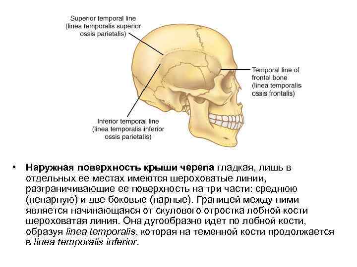 Свод черепа анатомия картинки