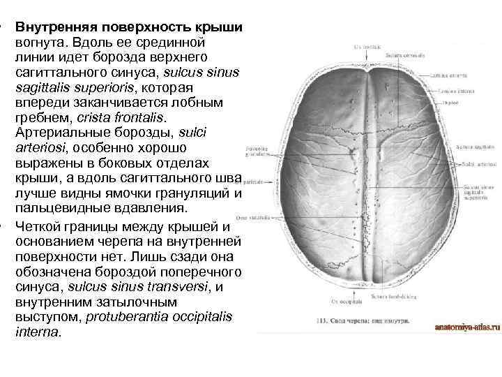  • Внутренняя поверхность крыши вогнута. Вдоль ее срединной линии идет борозда верхнего сагиттального