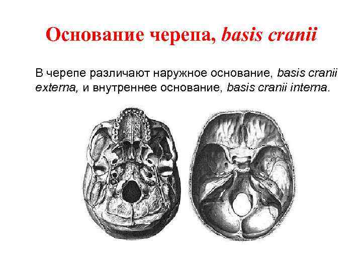 Основание черепа анатомия в картинках