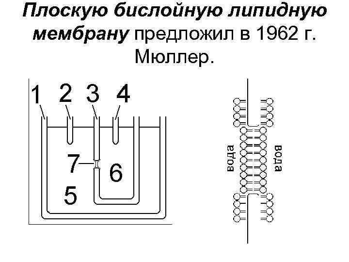 Плоскую бислойную липидную мембрану предложил в 1962 г. Мюллер. 