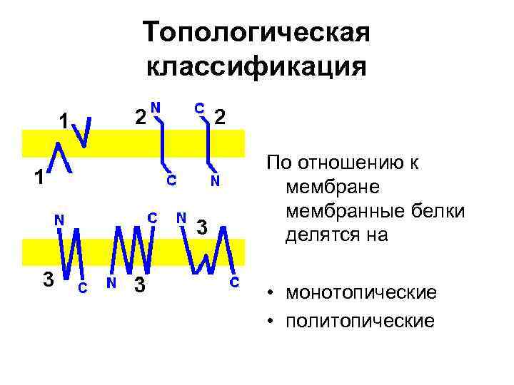 Топологическая классификация По отношению к мембране мембранные белки делятся на • монотопические • политопические