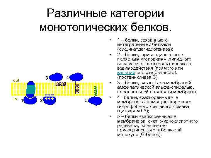 Различные категории монотопических белков. • • • 1 – белки, связанные с интегральными белками