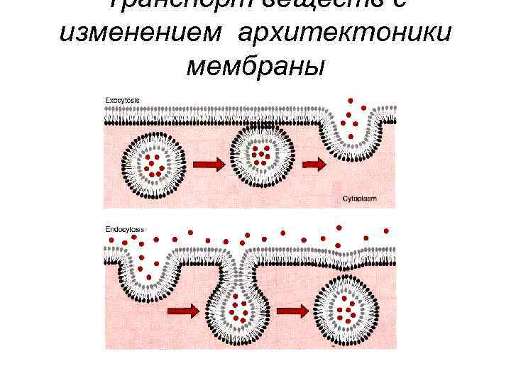 Транспорт веществ с изменением архитектоники мембраны 