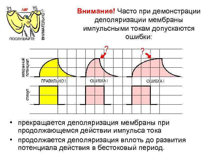 Внимание! Часто при демонстрации деполяризации мембраны импульсными токам допускаются ошибки: • прекращается деполяризация мембраны