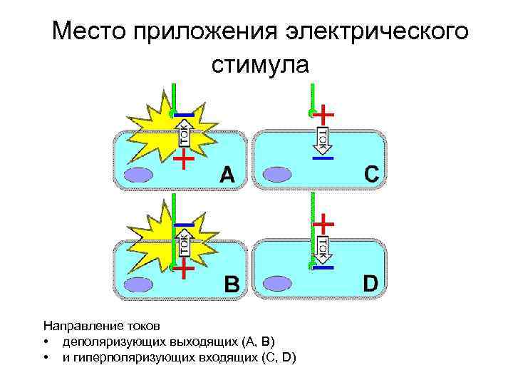 Место приложения электрического стимула Направление токов • деполяризующих выходящих (А, B) • и гиперполяризующих