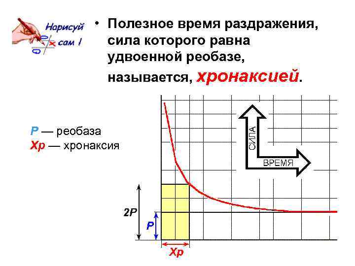  • Полезное время раздражения, сила которого равна удвоенной реобазе, называется, хронаксией. Р —