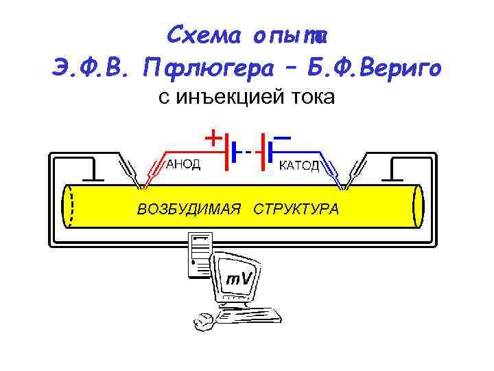 Схема опыта Э. Ф. В. Пфлюгера – Б. Ф. Вериго с инъекцией тока 